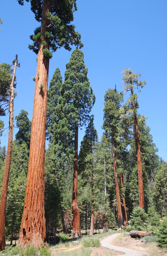Sequoia National Forest